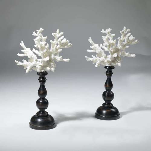 White Coral On Wooden Base
